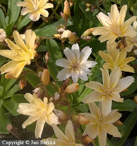 Lewisia Longipetala-Ryhm� 'Little Mango', t�htilevisia